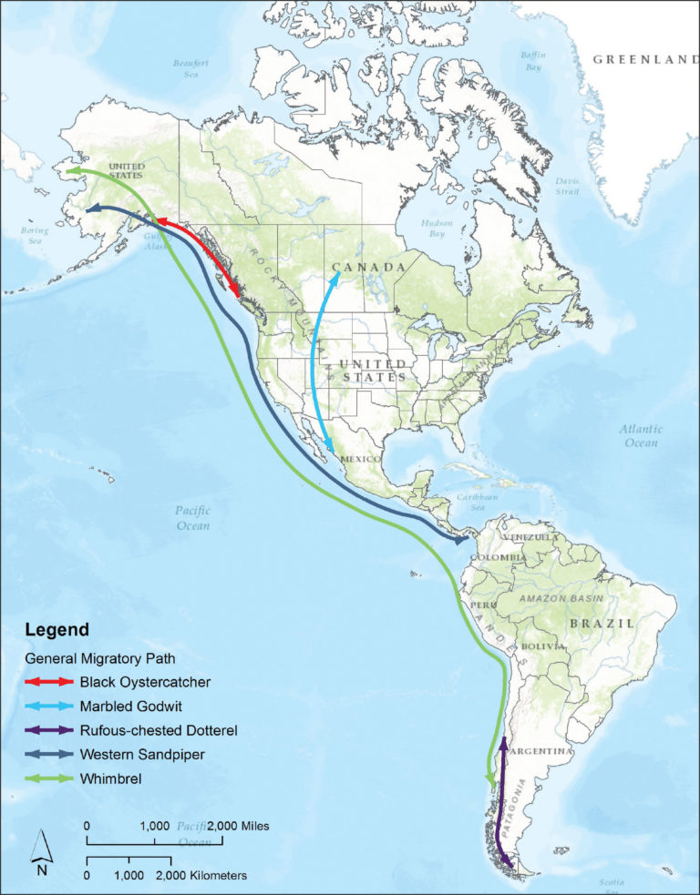 Meet the Birds – Pacific Flyway Shorebirds